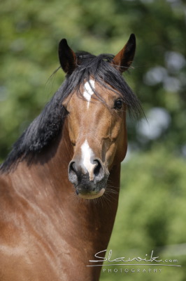 Německý jezdecký pony