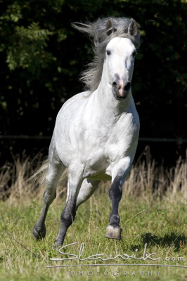 Andaluský kůň ..