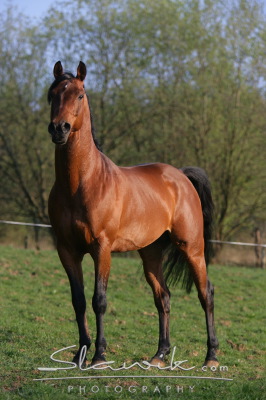 Angloarab