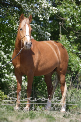 Connemarský pony