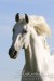 Andaluský kůň(((