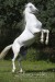 Andaluský kůň:-