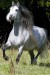 Andaluský kůň.:
