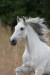 Andaluský kůň--