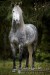 Andaluský kůň-