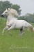 lusitansky kůň,: