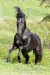 lusitansky kůň,,