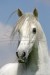 lusitansky kůň:.: