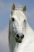 lusitansky kůň::.