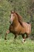 lusitansky kůň.__