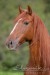 lusitansky kůň:-